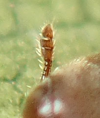 Throscidae: Trixagus sp.